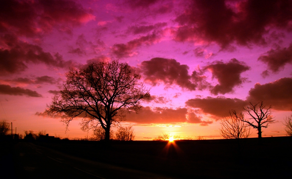 Baum natur draussen horizont