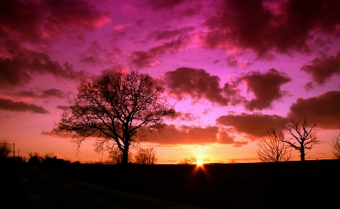 Tree nature outdoor horizon Photo