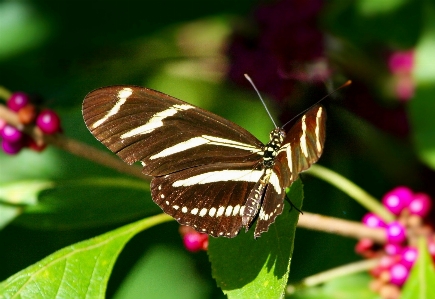 Nature photography leaf flower Photo