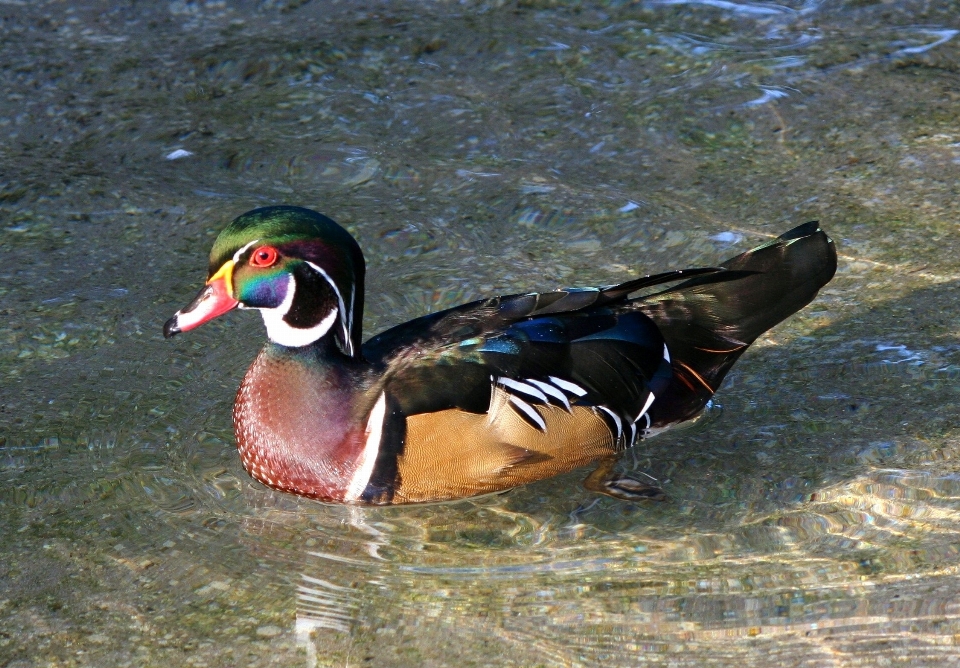 Draussen vogel flügel fluss