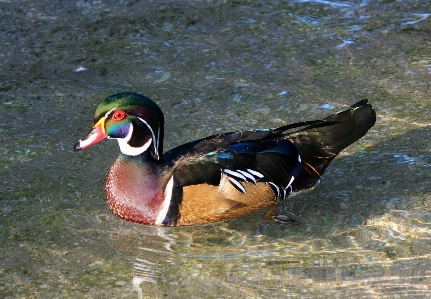 Photo Extérieur oiseau aile rivière