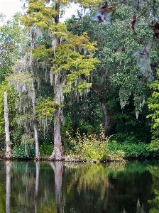 Tree forest swamp plant Photo