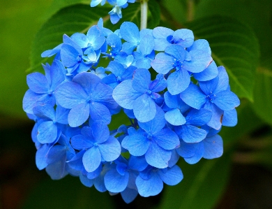 Blossom plant field stem Photo