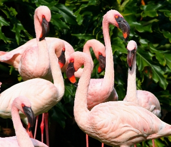 Foto Pájaro rebaño
 zoo pico