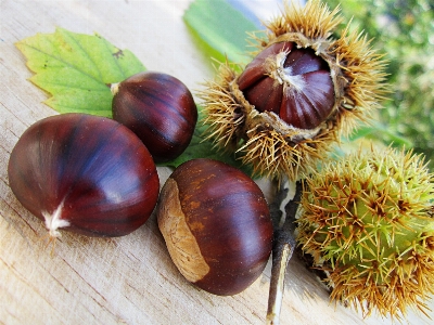 Tree plant fruit seed Photo