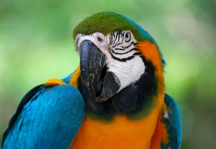 鳥 羽 野生動物 肖像画 写真