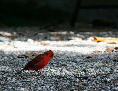 Nature bird leaf flower Photo