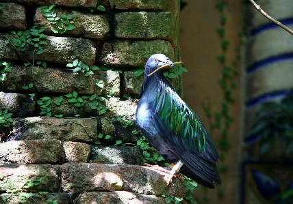 Foto Alam cabang burung margasatwa