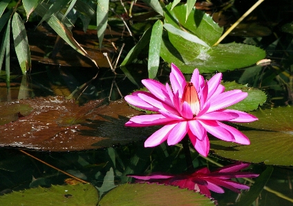 Blossom plant leaf flower Photo