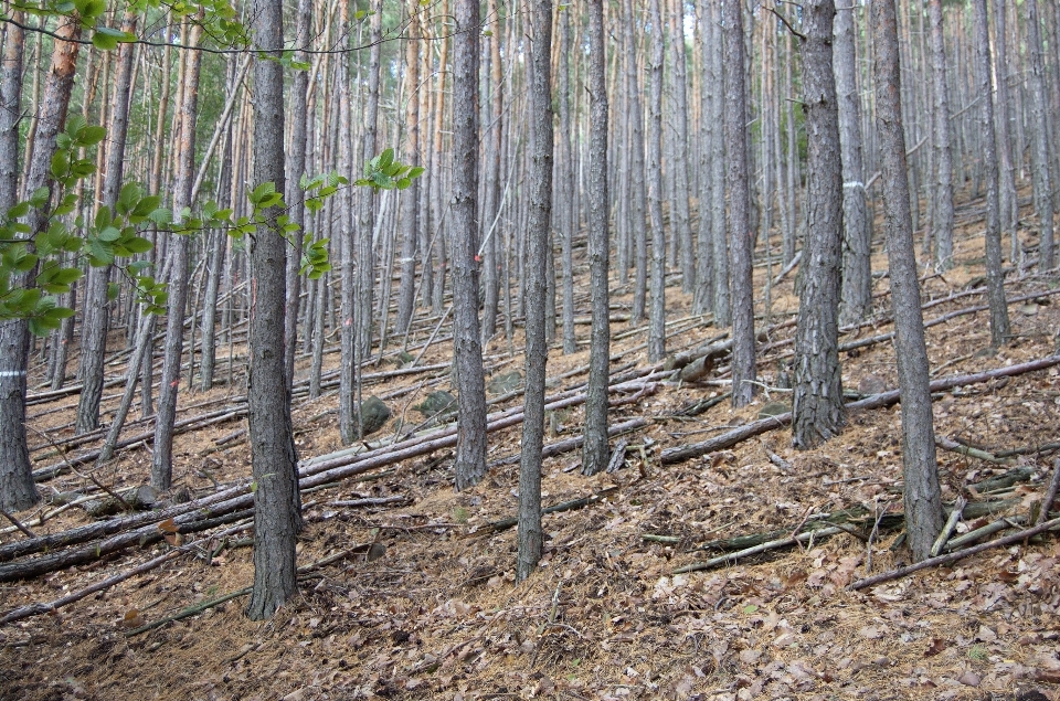 Pohon hutan pagar tanaman