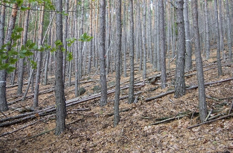 Foto Albero foresta recinzione pianta