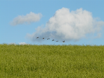 Landscape grass horizon marsh Photo