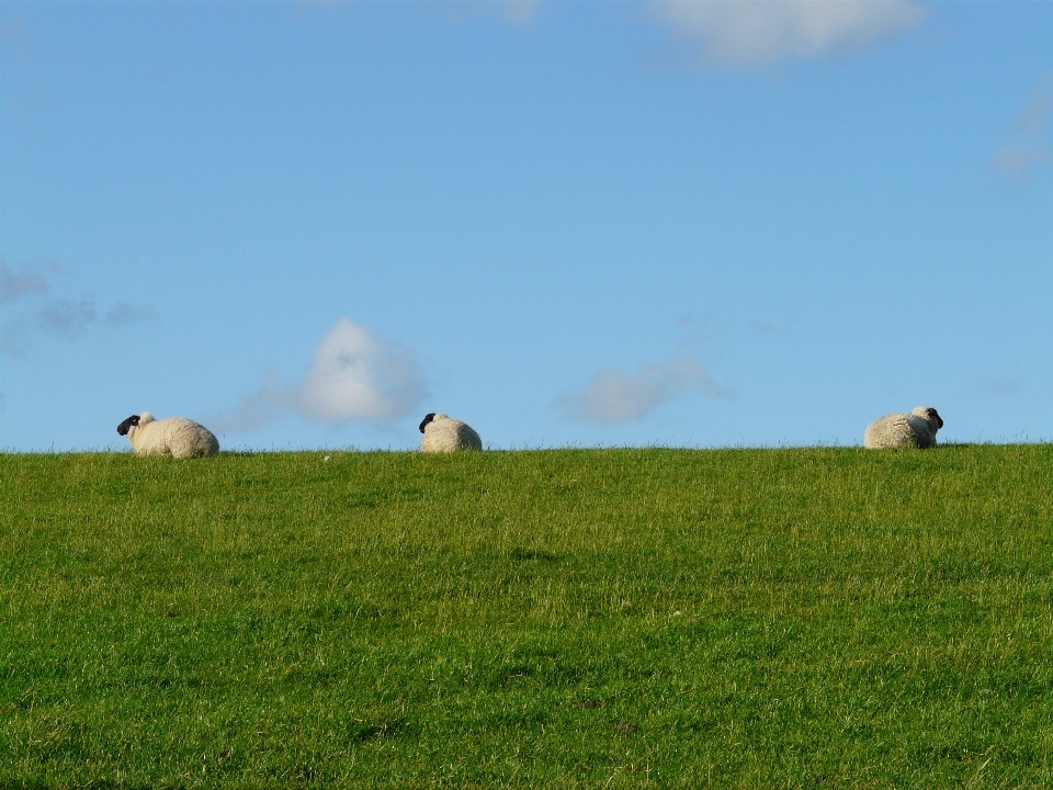 Paysage herbe groupe champ