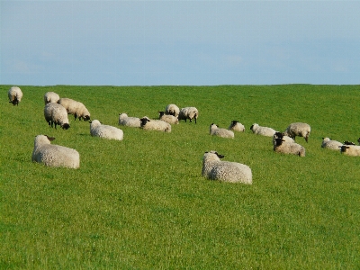 Landscape grass group field Photo