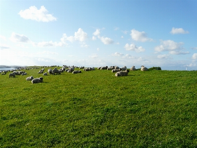 Landscape grass horizon group Photo