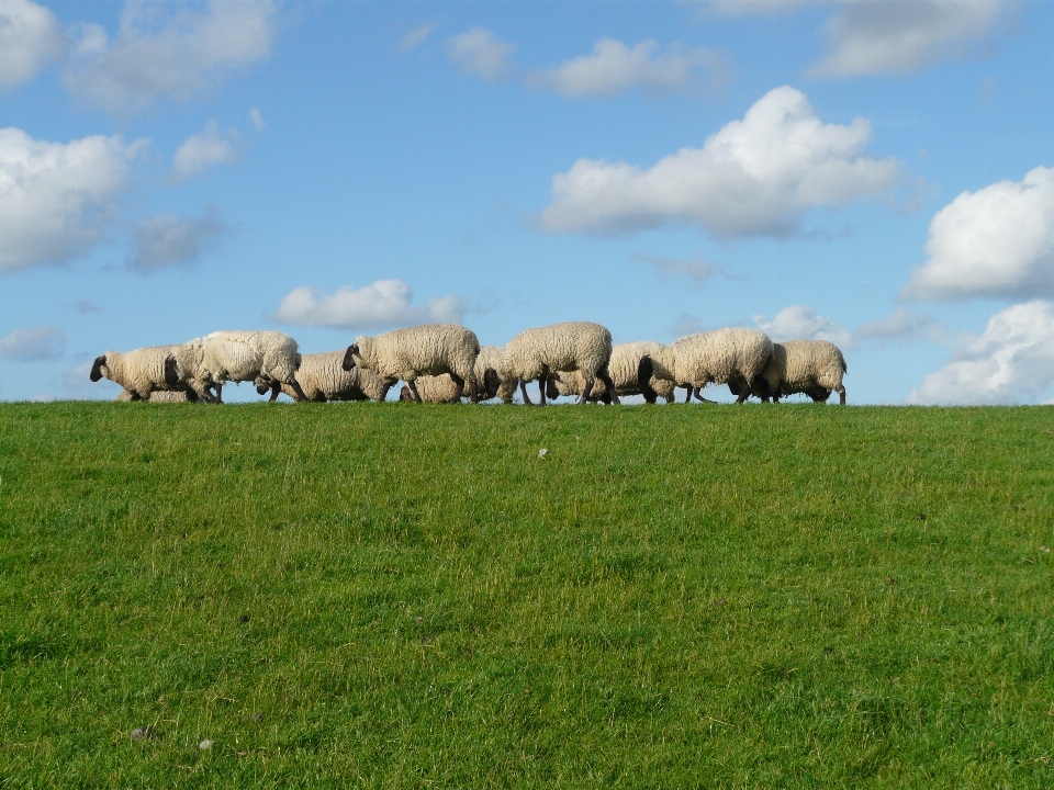 Paysage herbe groupe champ