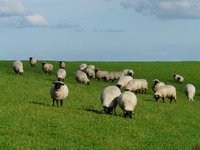 Landscape grass field farm Photo