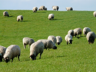 Landscape grass field farm Photo