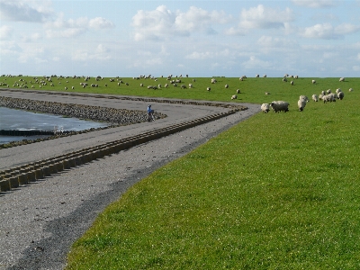 Coast grass horizon marsh Photo