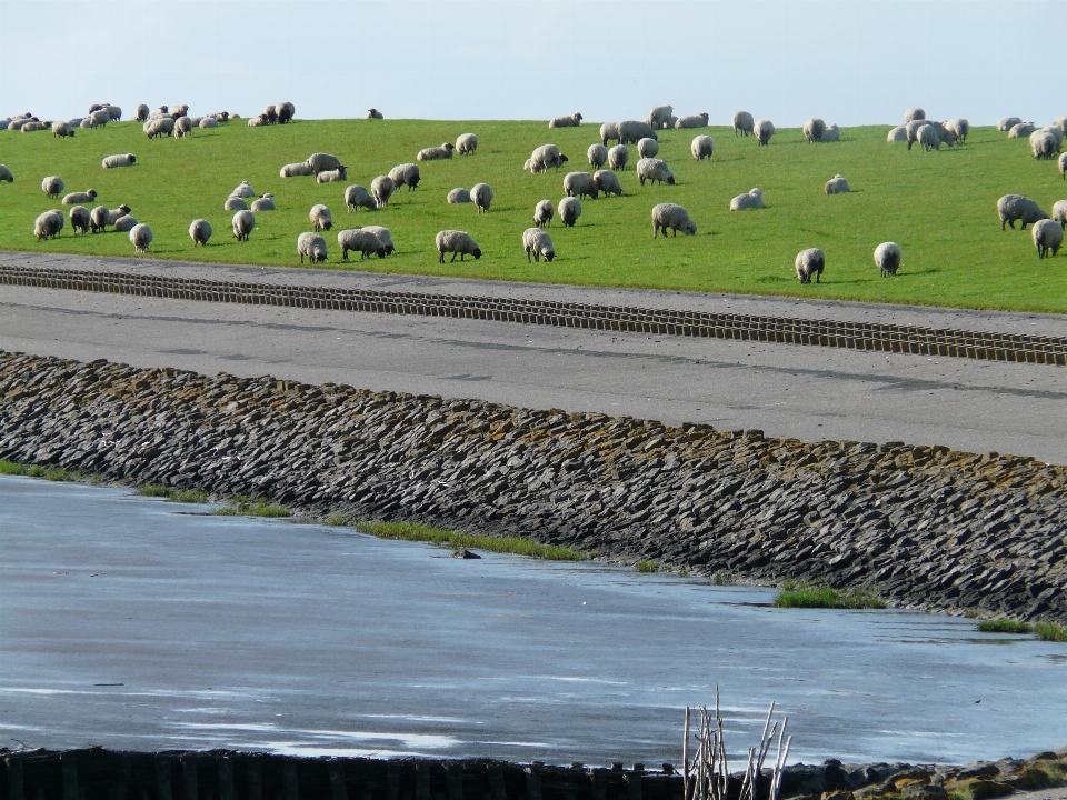 Landschaft meer küste gras