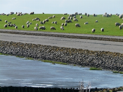 Landscape sea coast grass Photo