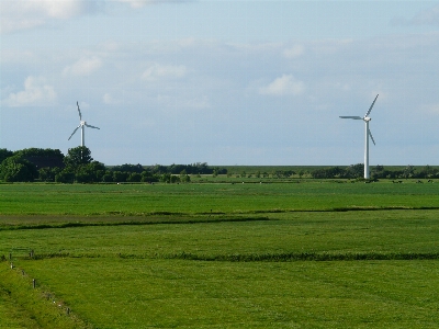 Grass marsh field meadow Photo