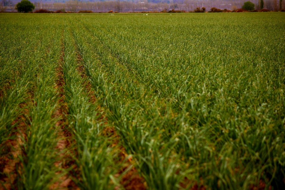 Arbeiten landschaft gras anlage