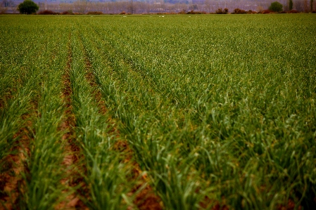 Arbeiten landschaft gras anlage Foto