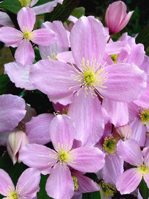 花 植物 花弁 咲く