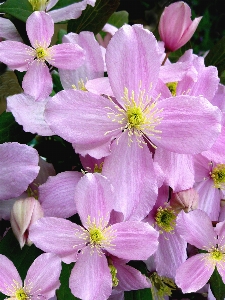 Blossom plant flower petal Photo