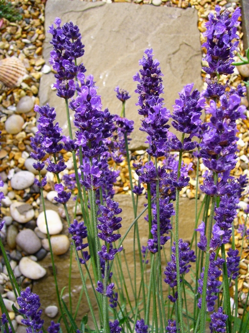 Plantar flor roxo verão