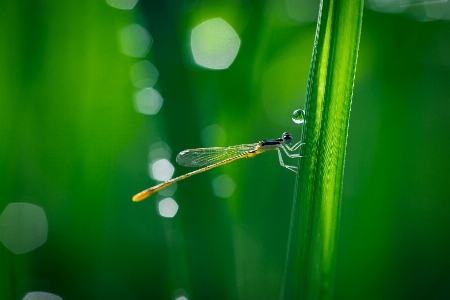 Water nature grass droplet Photo