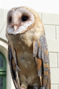 鳥 羽 動物 嘴 写真