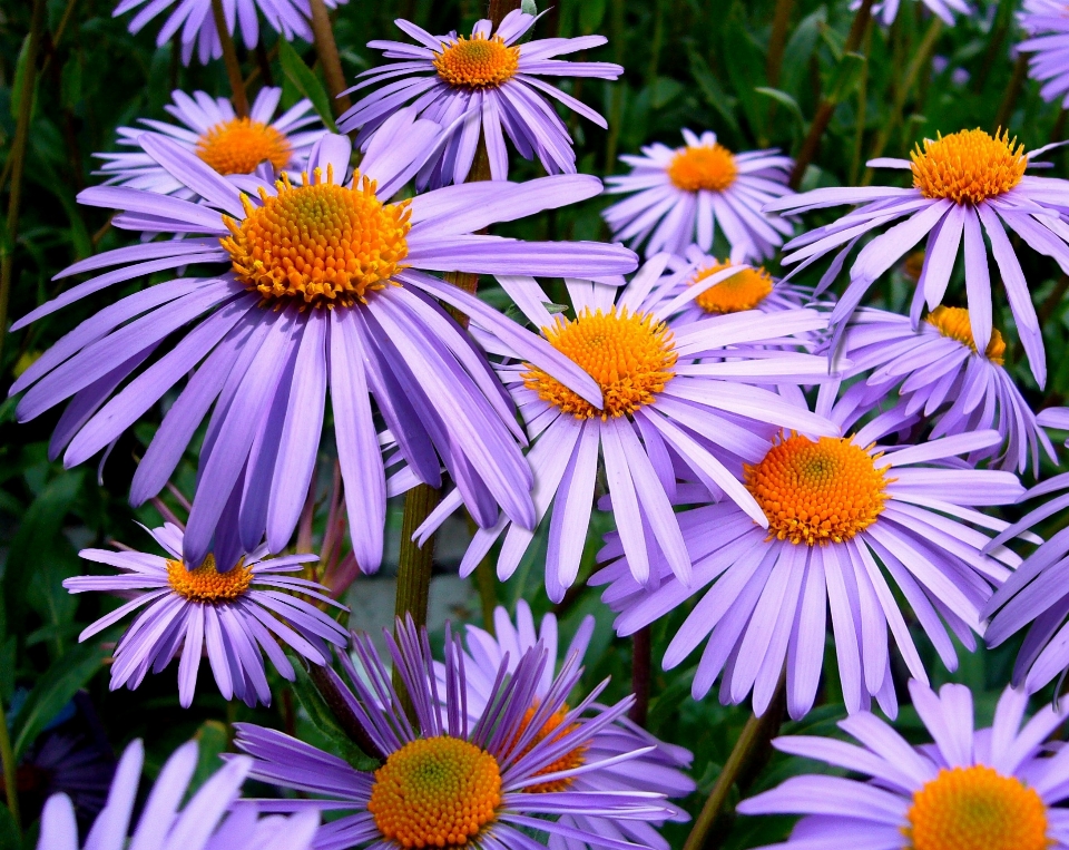 开花 植物 花 花瓣