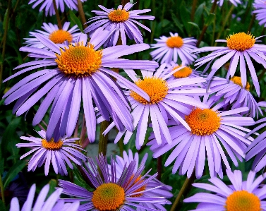 Blossom plant flower petal Photo