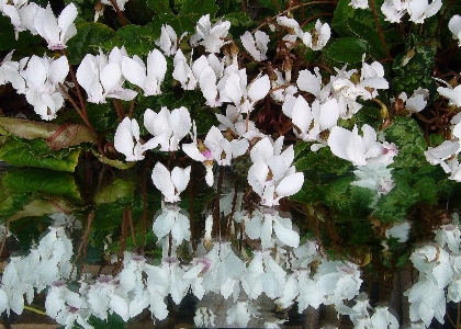 Blossom plant flower petal Photo