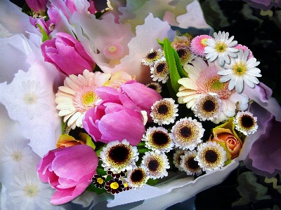 Blossom plant bunch white Photo