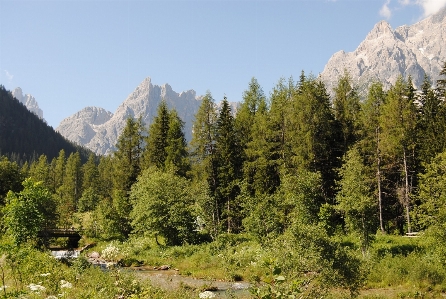 Foto Paesaggio albero foresta natura selvaggia
