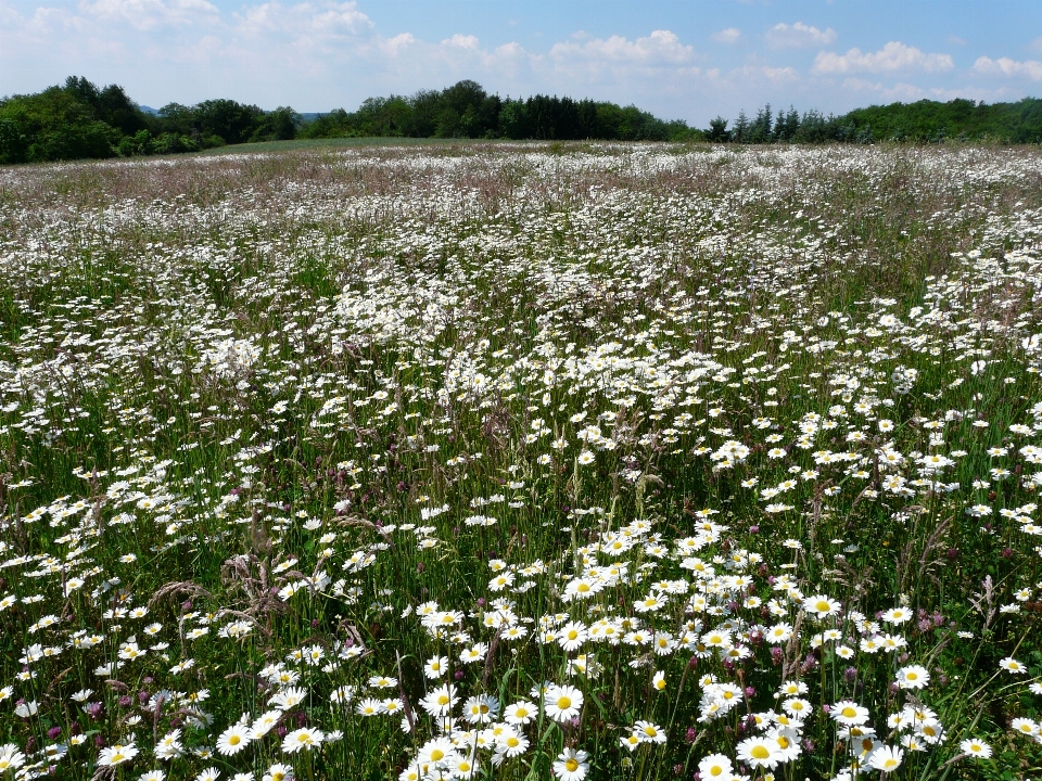 Fiore pianta bianco campo