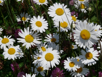 Blossom plant white meadow Photo