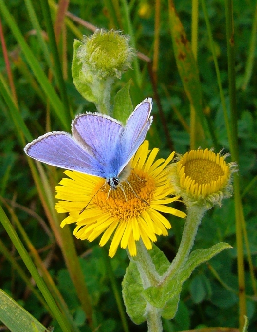 Natura pianta prato
 prateria
