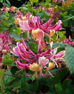 Blossom growth plant countryside Photo