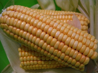 Plant dish food produce Photo