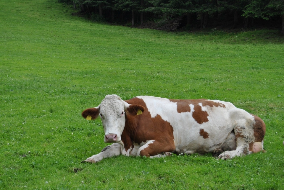 Grass field farm meadow