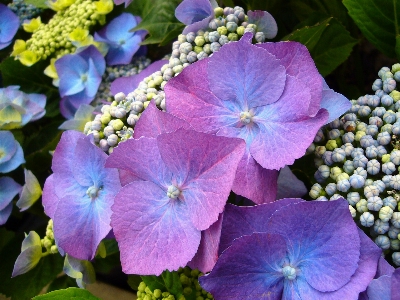 Blossom plant flower petal Photo