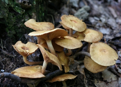 Forest growth wood stem Photo