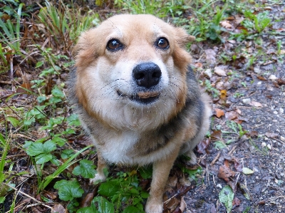 Foto Filhote de cachorro comida mamífero