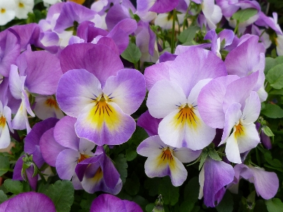 Foto All'aperto fiore pianta campo