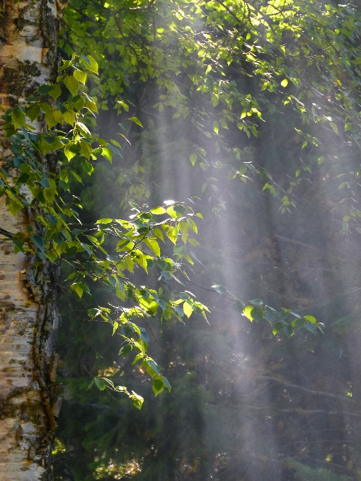 дерево вода природа лес