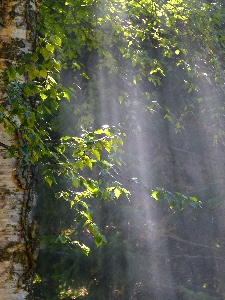 Tree water nature forest Photo